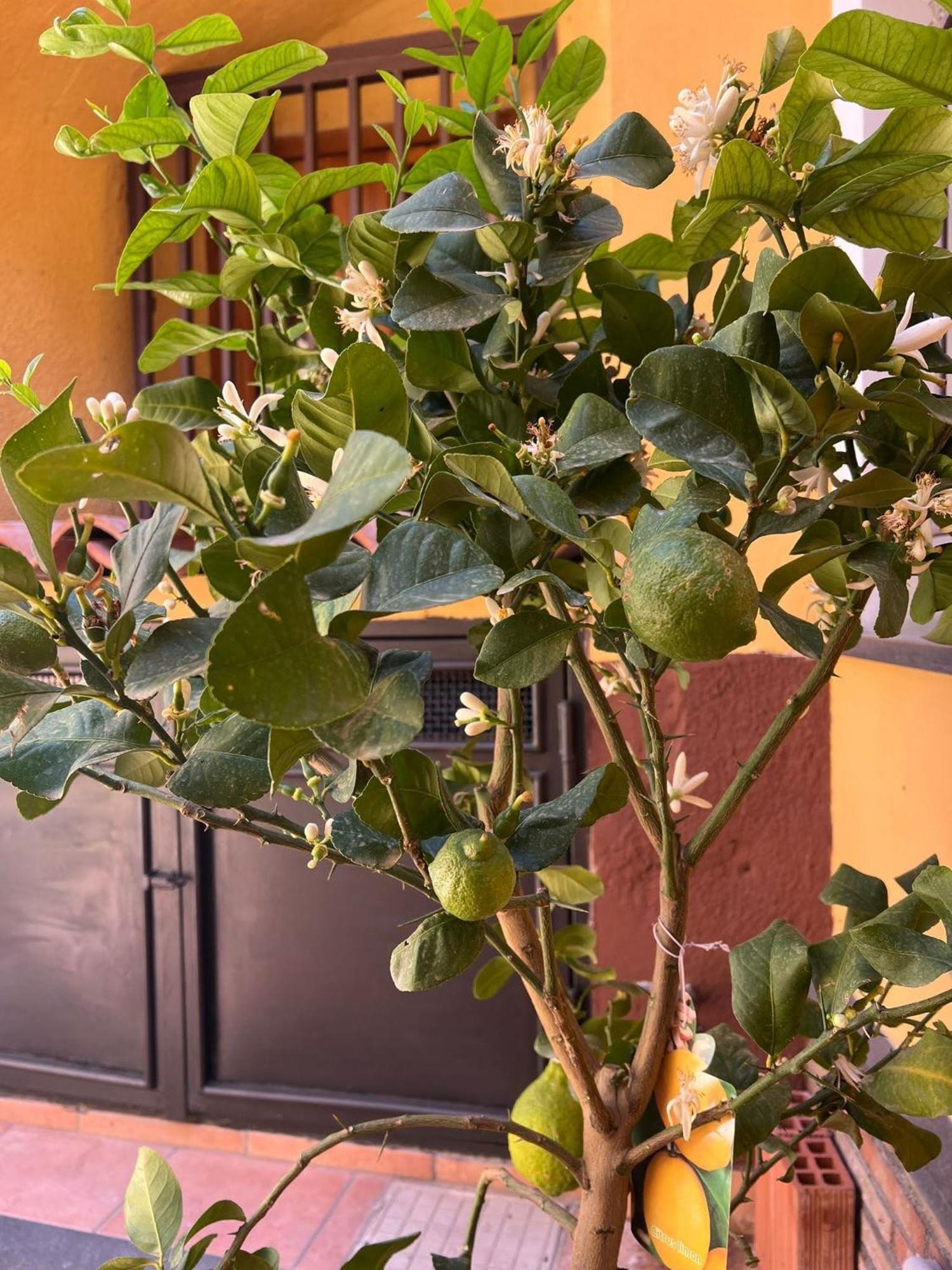 Sabbenerica Apartment Catania-Fontanarossai nemzetközi repülőtér Kültér fotó